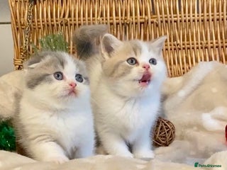 Scottish Fold cats 🧸😻CHAMPION LINE TICA ACTIVE SCOTTISH/BSH😻🧸 - Advert 5