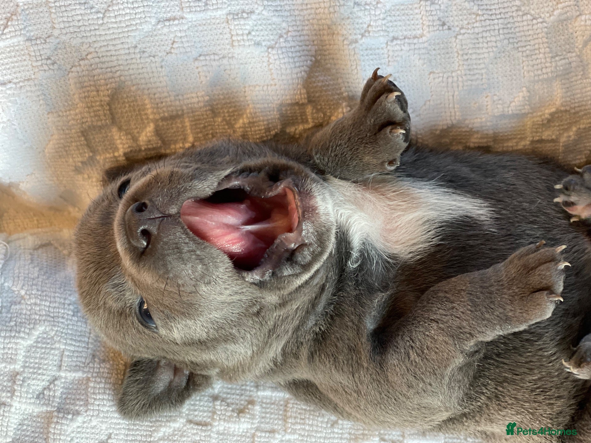 Staffordshire Bull Terrier dogs 🐾 Quality KC Puppies – Champion Bloodlines - Advert 1