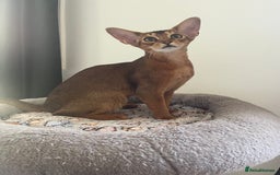 Abyssinian cats for sale: Beautiful Aby Girls in Northwood - Image 3