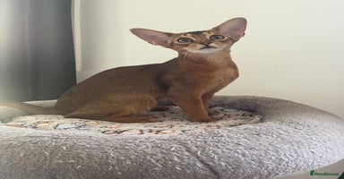 Abyssinian cats in Northwood - Advert 5