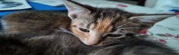 Mixed Breed cats for sale: 🐱 3 Beautiful Friendly Tabby Kittens in Milton Keynes - Advert 9
