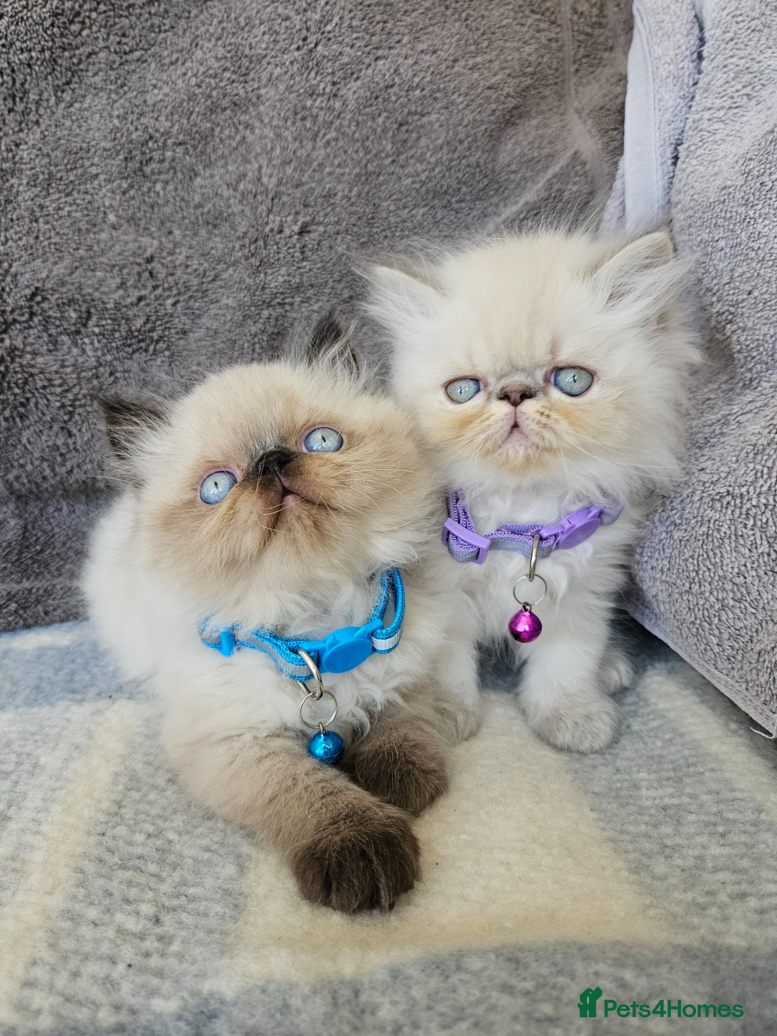 Persian cats for sale:  😻 Stunning Pedigree Persian Kittens😻 - Advert 2