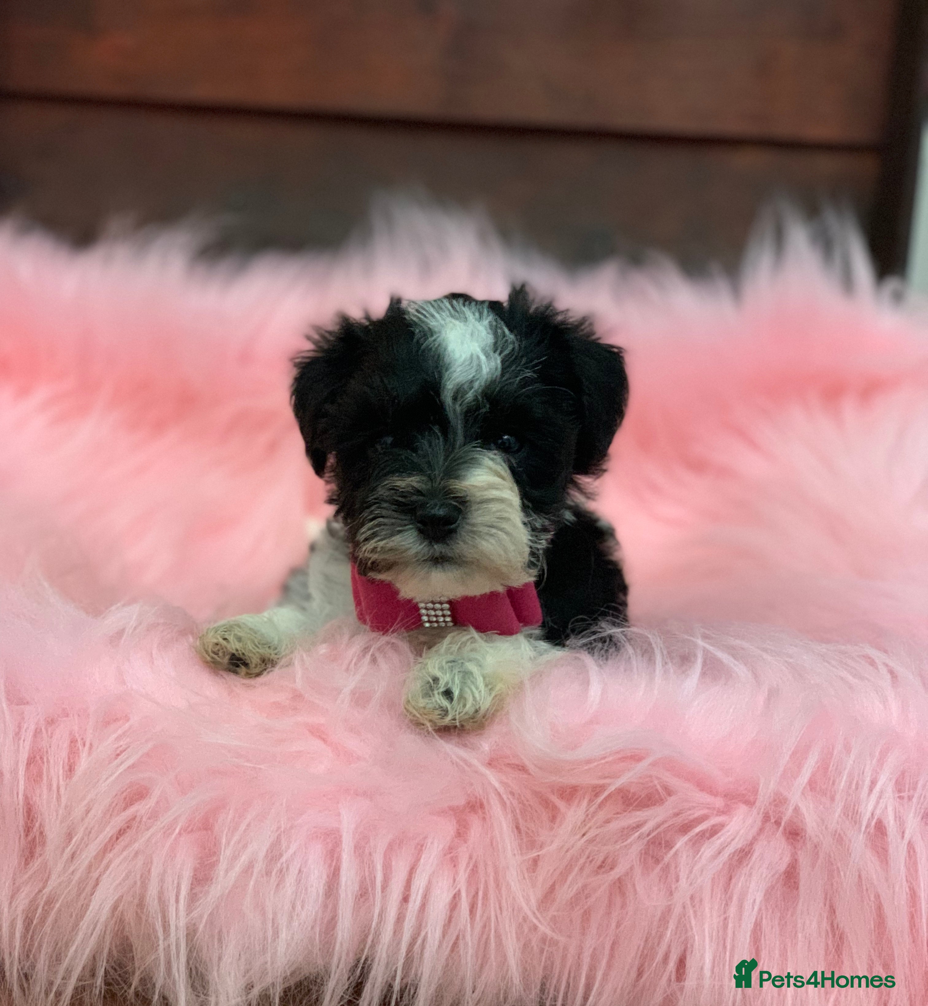 Miniature Schnauzer dogs 5* LICENSED - KC MINI (TOY) SCHNAUZER CHOCOLATE  - Advert 13