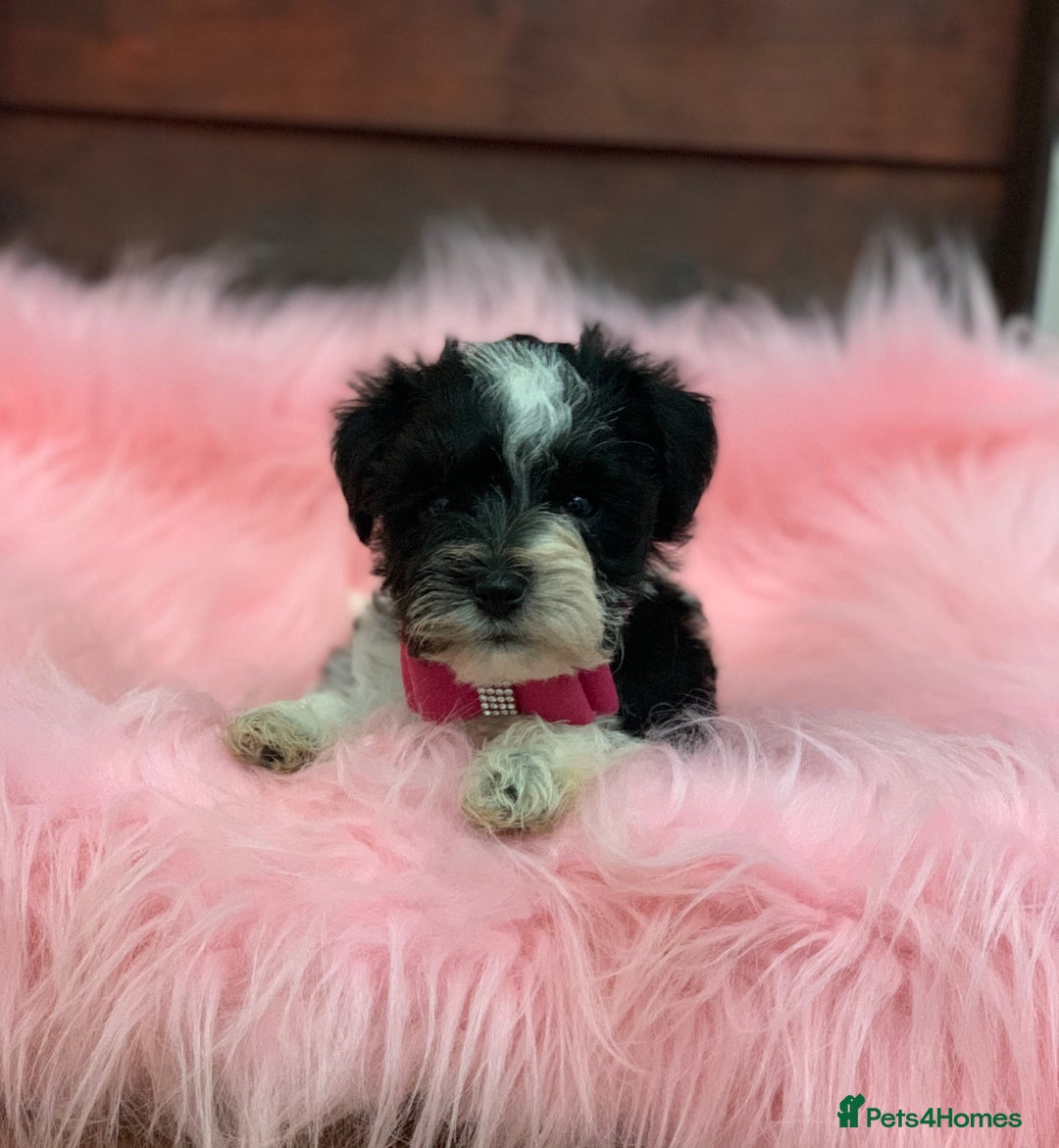 Miniature Schnauzer dogs for sale: 5* LICENSED - KC MINI (TOY) SCHNAUZER CHOCOLATE  - Advert 1