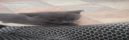 British Shorthair cats for sale: Kittens  - Advert 7