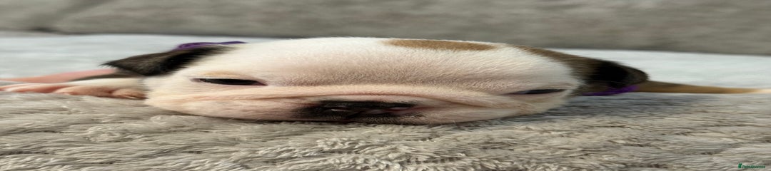 English Bulldog Puppy 6 (Beau)