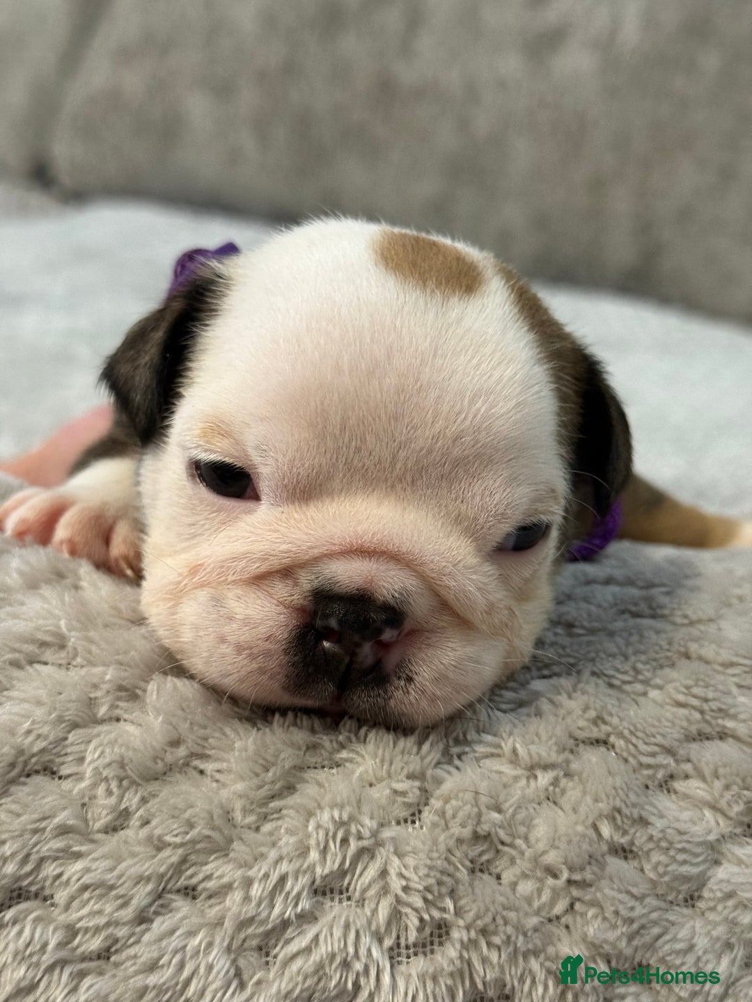 English Bulldog dogs for sale: English Bulldog puppies for sale KC registered  - Image 7