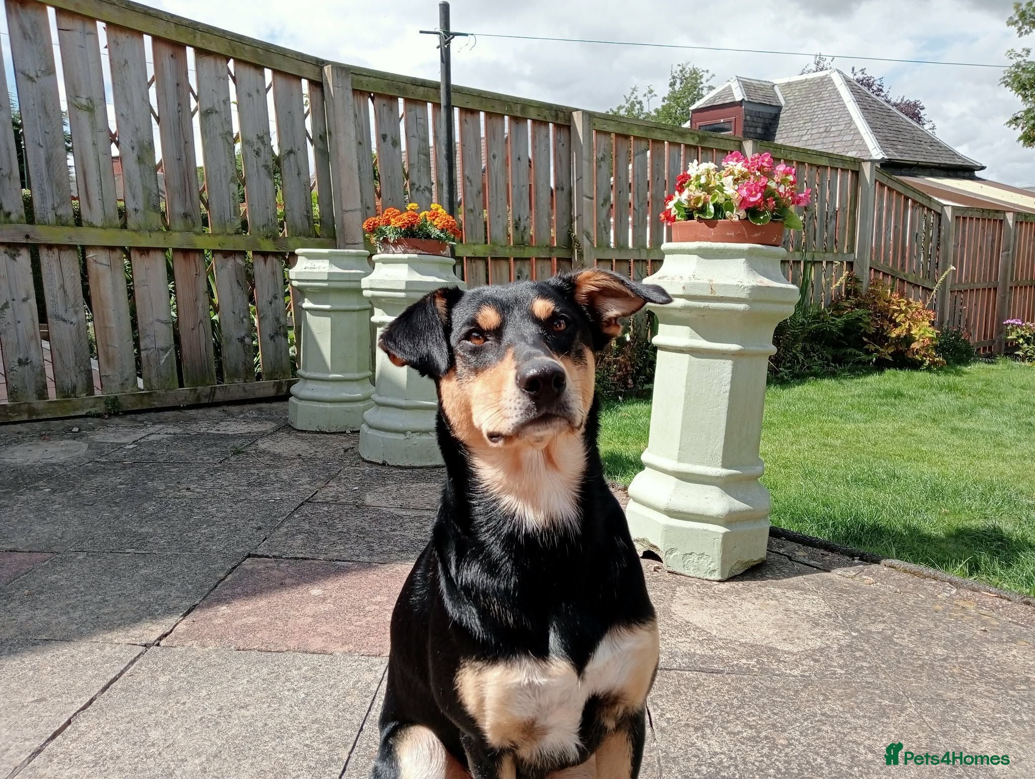 Mixed Breed dogs Australian kelpie/huntaway  - Advert 13