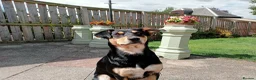 Mixed Breed dogs for sale: Australian kelpie/huntaway  in Galston - Advert 1