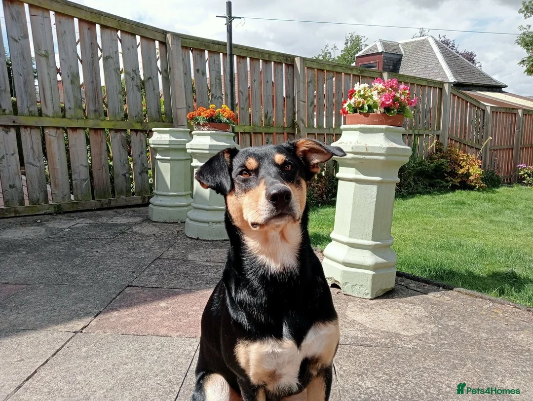 Mixed Breed dogs for sale: Australian kelpie/huntaway  in Galston - Advert 1