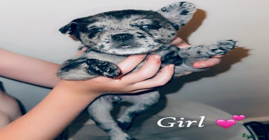 Mixed Breed dogs - Advert 5