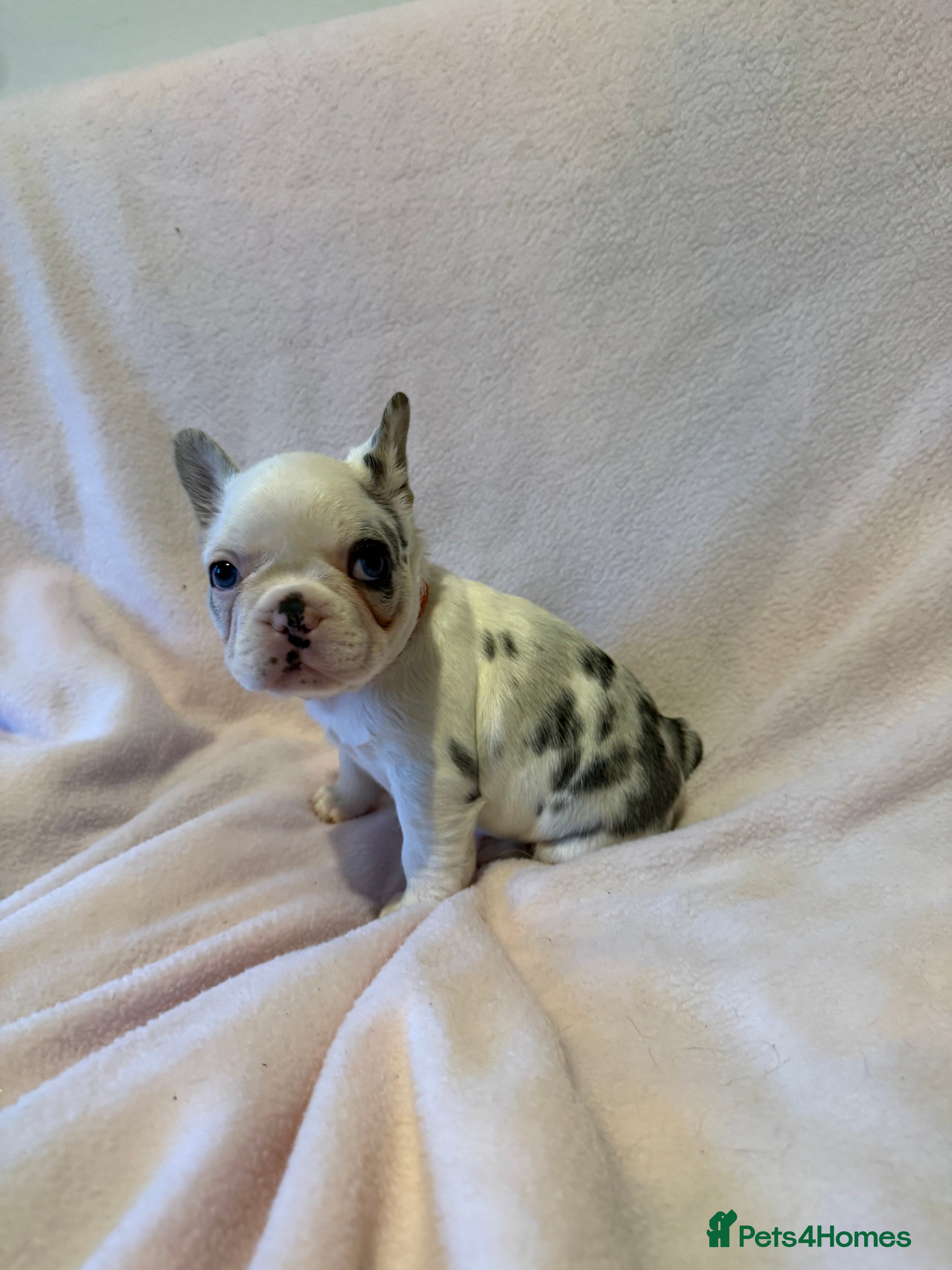 French Bulldog dogs 2 LEFT Beautiful KC reg French Bulldog puppies  - Advert 13