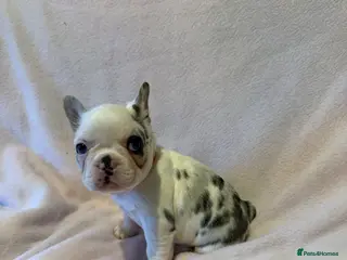 French Bulldog dogs 2 LEFT Beautiful KC reg French Bulldog puppies - Advert 13