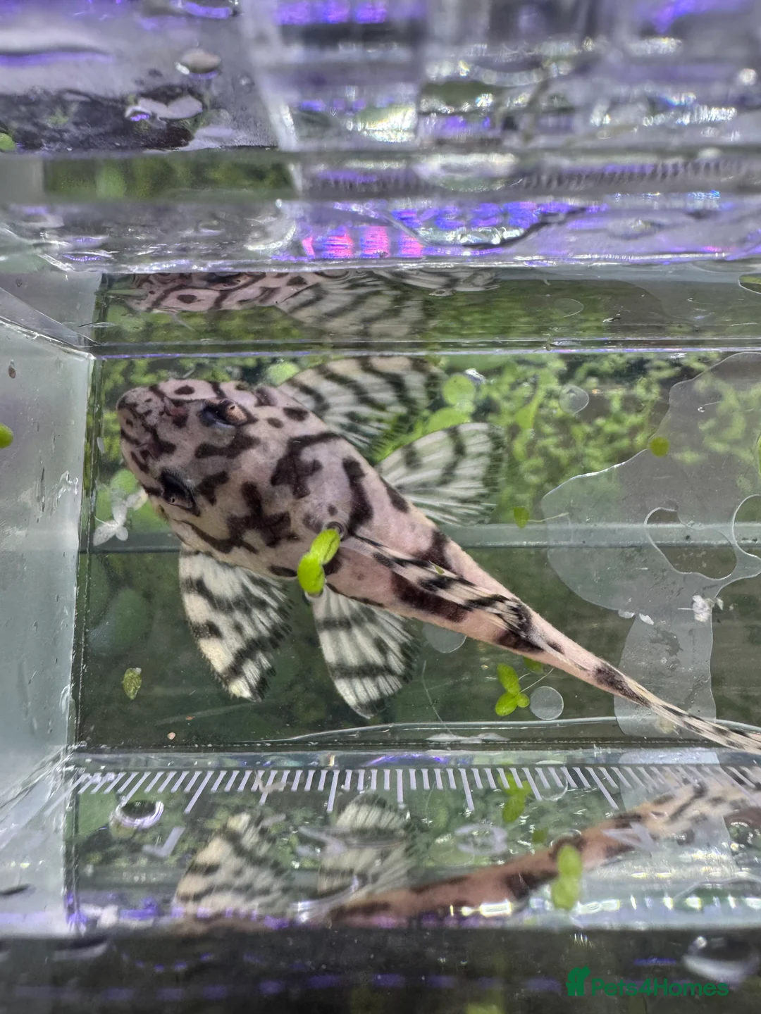 Plecos fish for sale: L236SWandRB mix 3male 5female - Advert 9