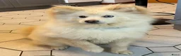 Pomsky dogs for sale: 20 month old Pomsky - Advert 1