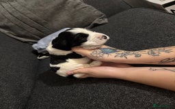 Cocker Spaniel dogs for sale: Beautiful cocker spaniels  - Image 4