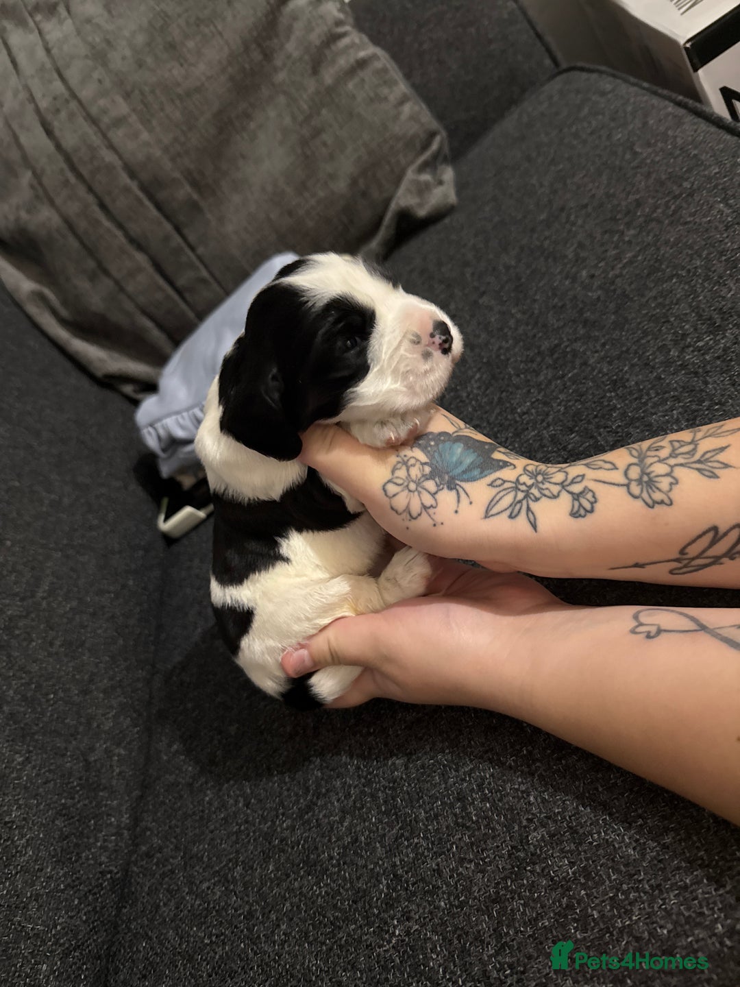 Cocker Spaniel dogs for sale: Beautiful cocker spaniels  - Image 4