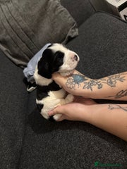 Cocker Spaniel Puppy 3