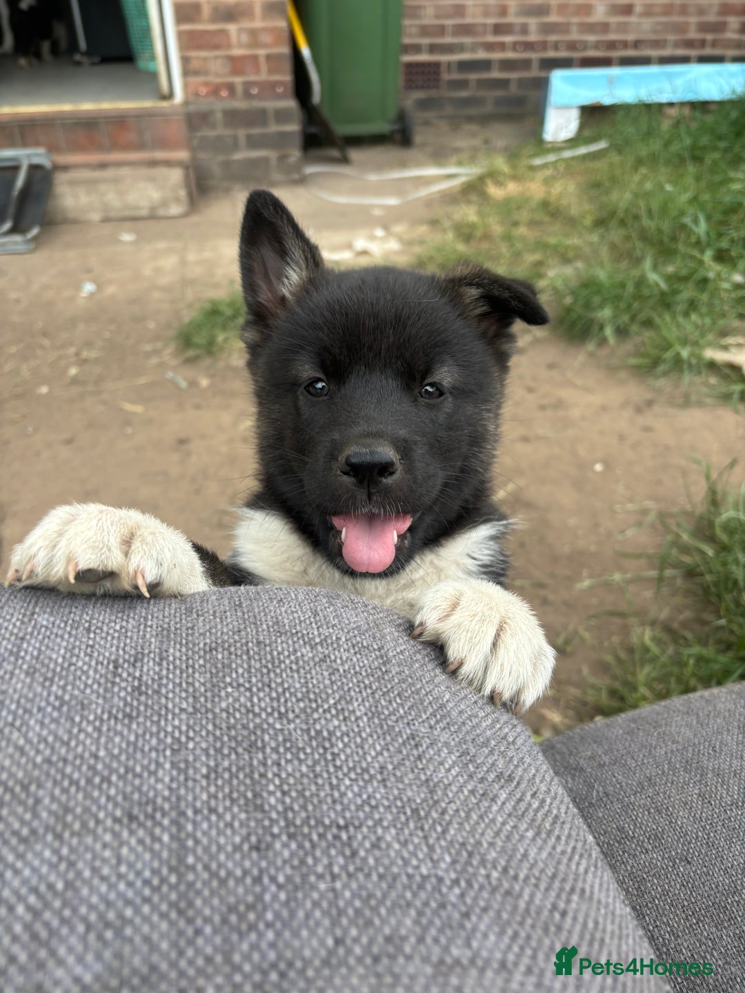 Akita dogs for sale: Sly Cooper 9 - Puppies Akita Ready To Go NOW‼️ - Image 4