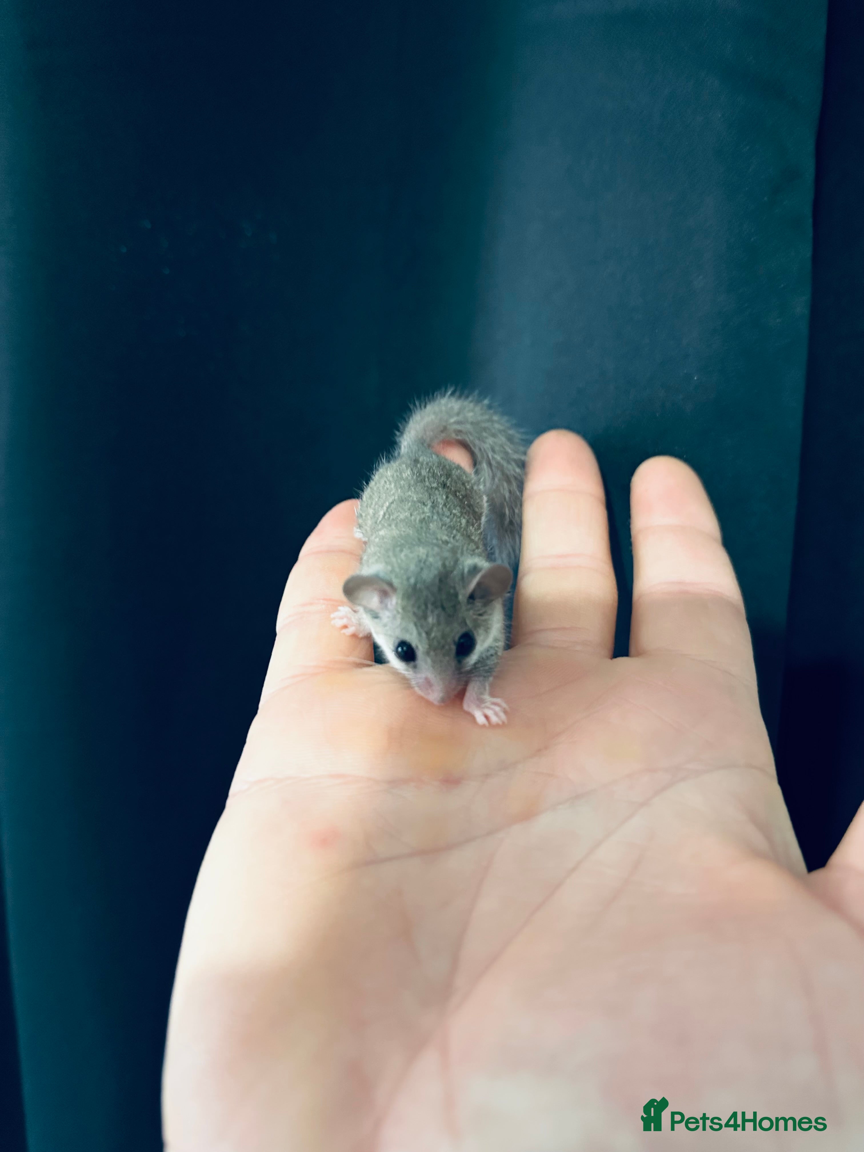 Mouse rodents African Pygmy Doormice  - Advert 1