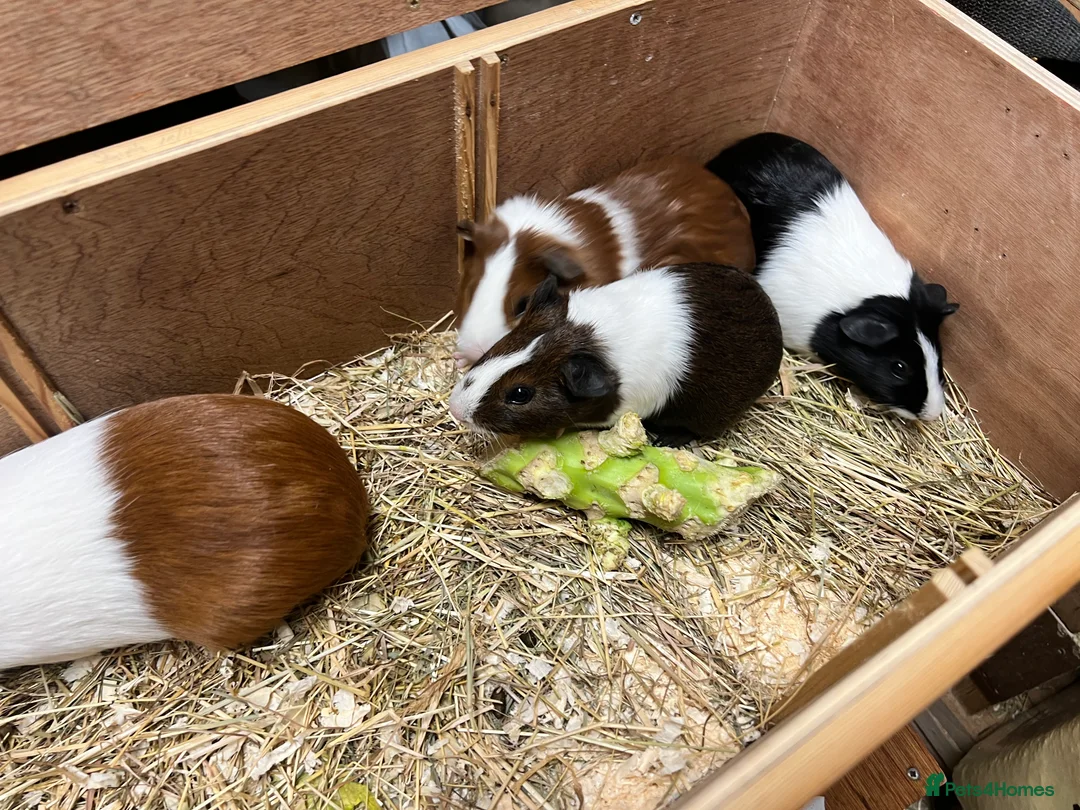 Guinea Pig rodents for sale: Group of bonded Dutch male/boar guinea pigs - Advert 12