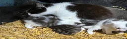 Mixed Breed cats for sale: Beautiful Kittens  - Advert 1