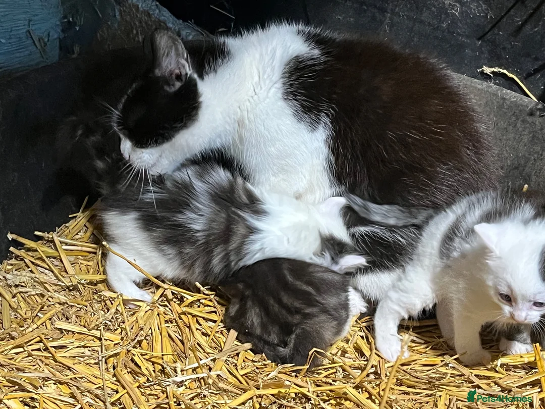 Mixed Breed cats for sale: Beautiful Kittens  - Advert 1