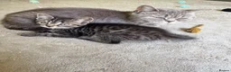 British Shorthair cats for sale: 5 beautiful BSH kittens, 2 girls & 1 boy left - Advert 5