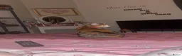 Mixed Breed cats for sale: Female Mixed breed. - Advert 2