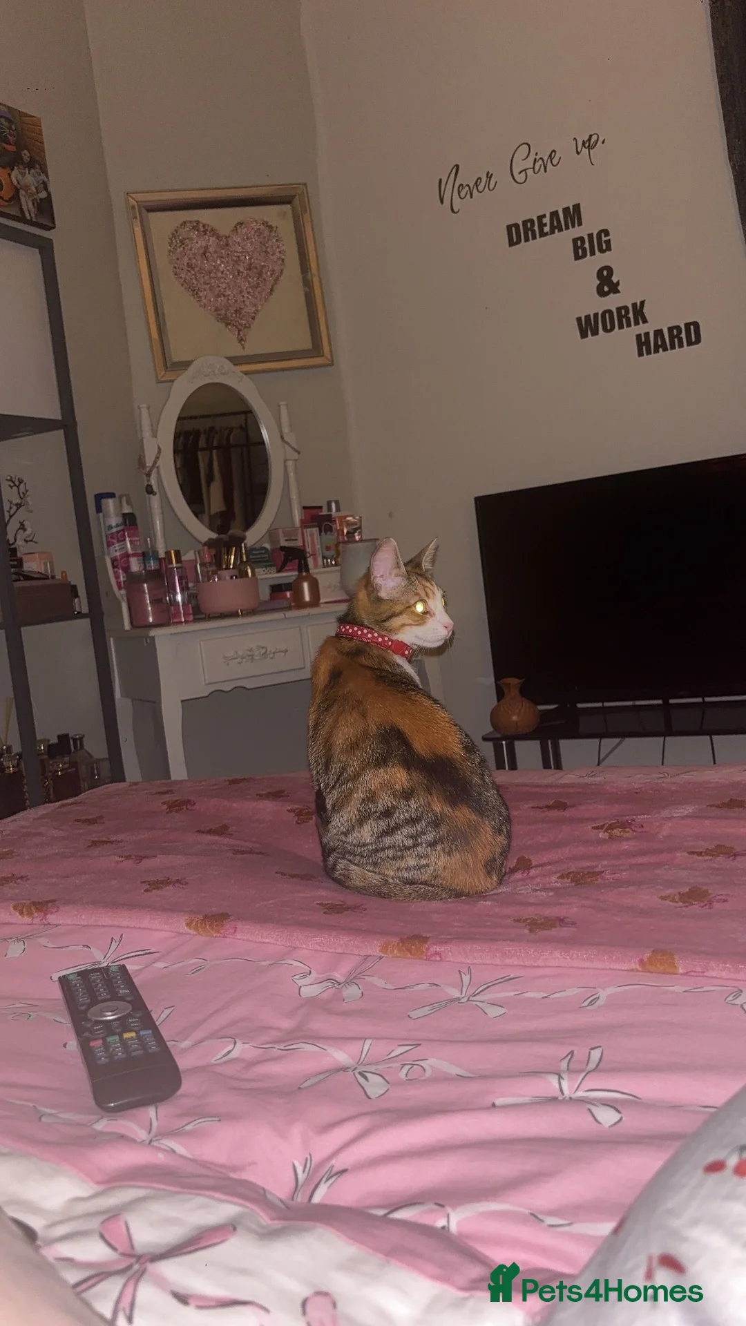 Mixed Breed cats for sale: Female Mixed breed. - Advert 2