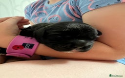 Mixed Breed dogs for sale: 🌟 One Girl left 🌟 Cock-a-Tzu Ready 12/8/25 - Image 6