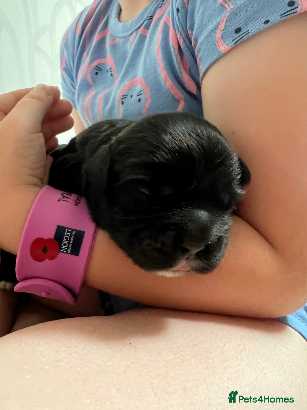 Mixed Breed dogs for sale: 🌟 One Girl left 🌟 Cock-a-Tzu Ready 12/8/25 - Image 6