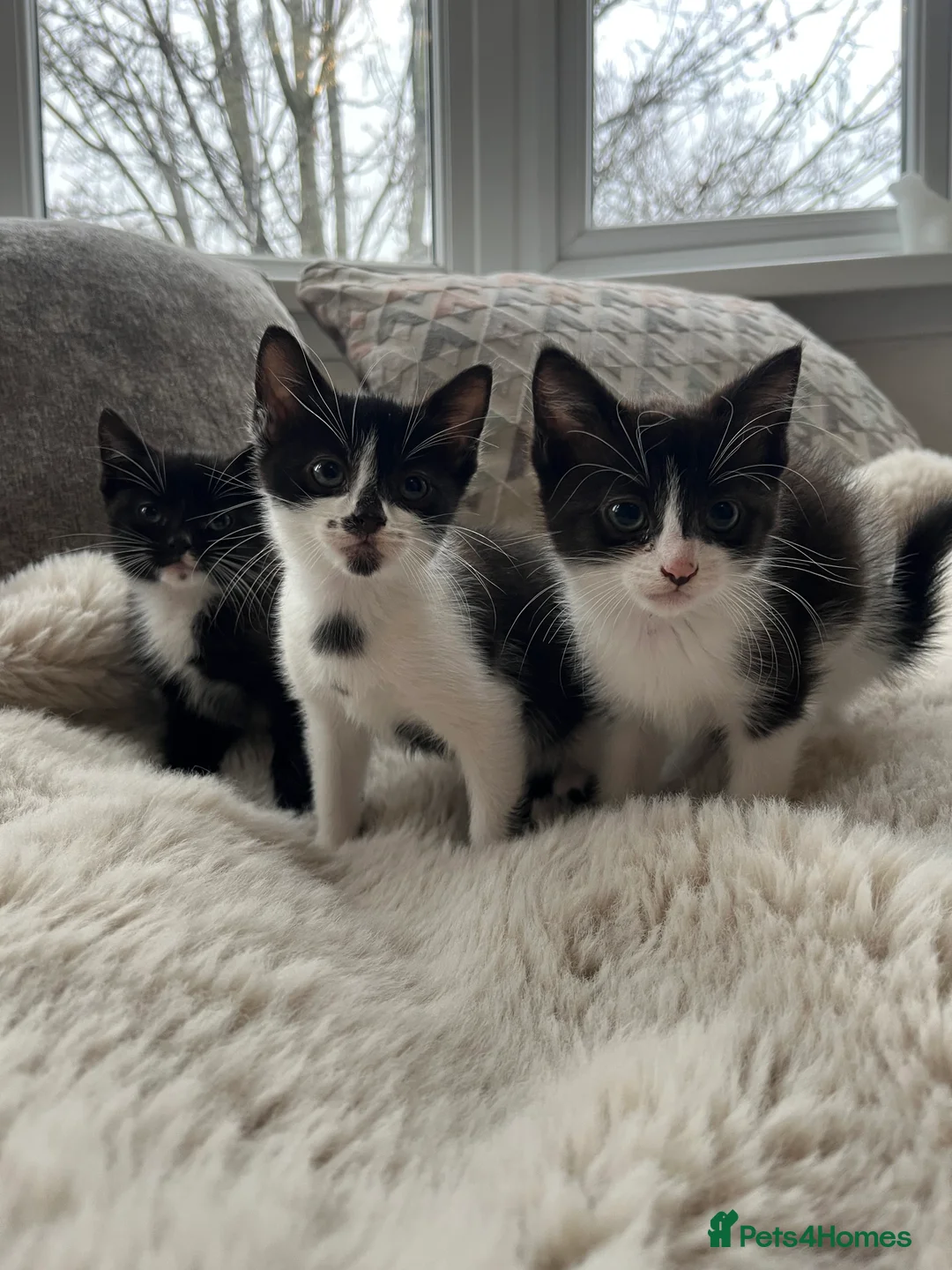 British Shorthair cats for sale: 3 boy kittens  - Advert 1