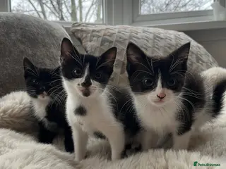 British Shorthair cats 3 boy kittens - Advert 1