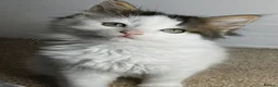 Maine Coon cats for sale: *READY NOW MAINE COON KITTEN* - Advert 4