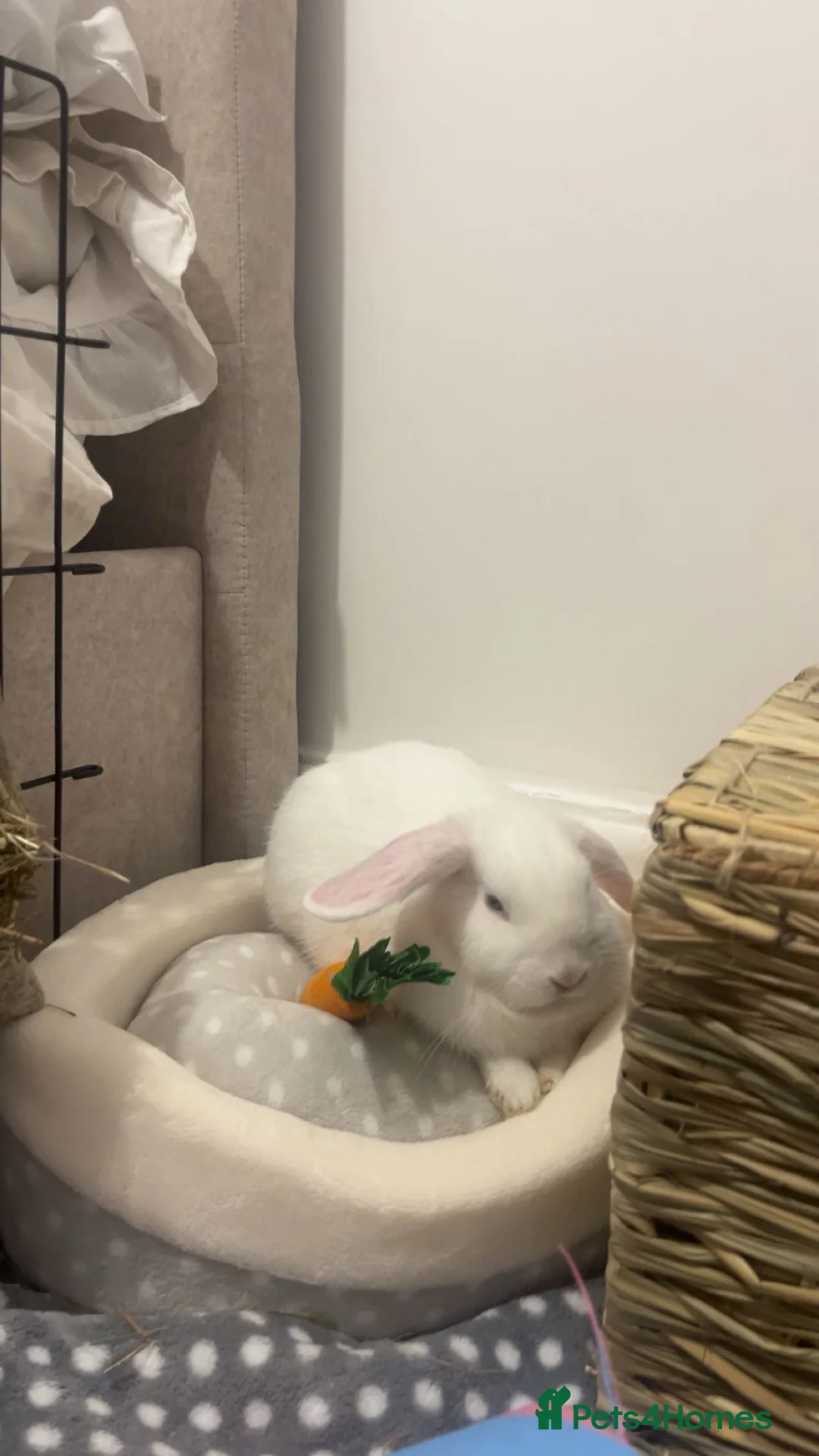 English rabbits for sale: Selling Mochi the bunny - Advert 1