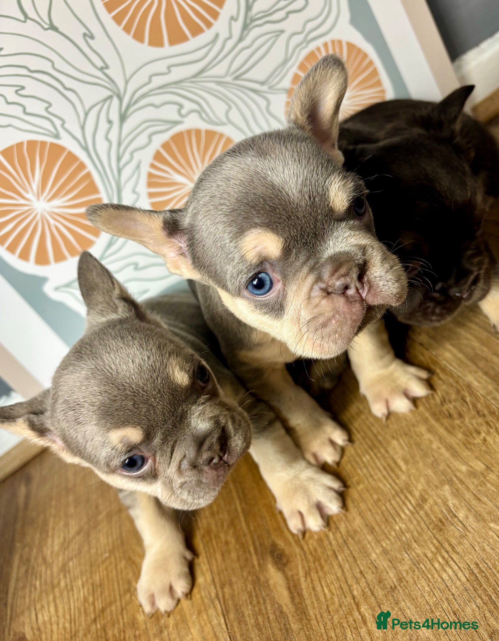 French Bulldog dogs 3 gorgeous pure French bulldog puppies for sale - Advert 7