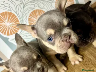 French Bulldog dogs 3 gorgeous pure French bulldog puppies for sale - Advert 7