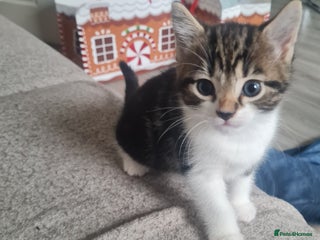 Mixed Breed cats Beautiful kittens - Advert 13