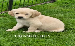 Golden Retriever dogs for sale: KC GOLDEN RETRIEVER PUPPIES  - Image 20