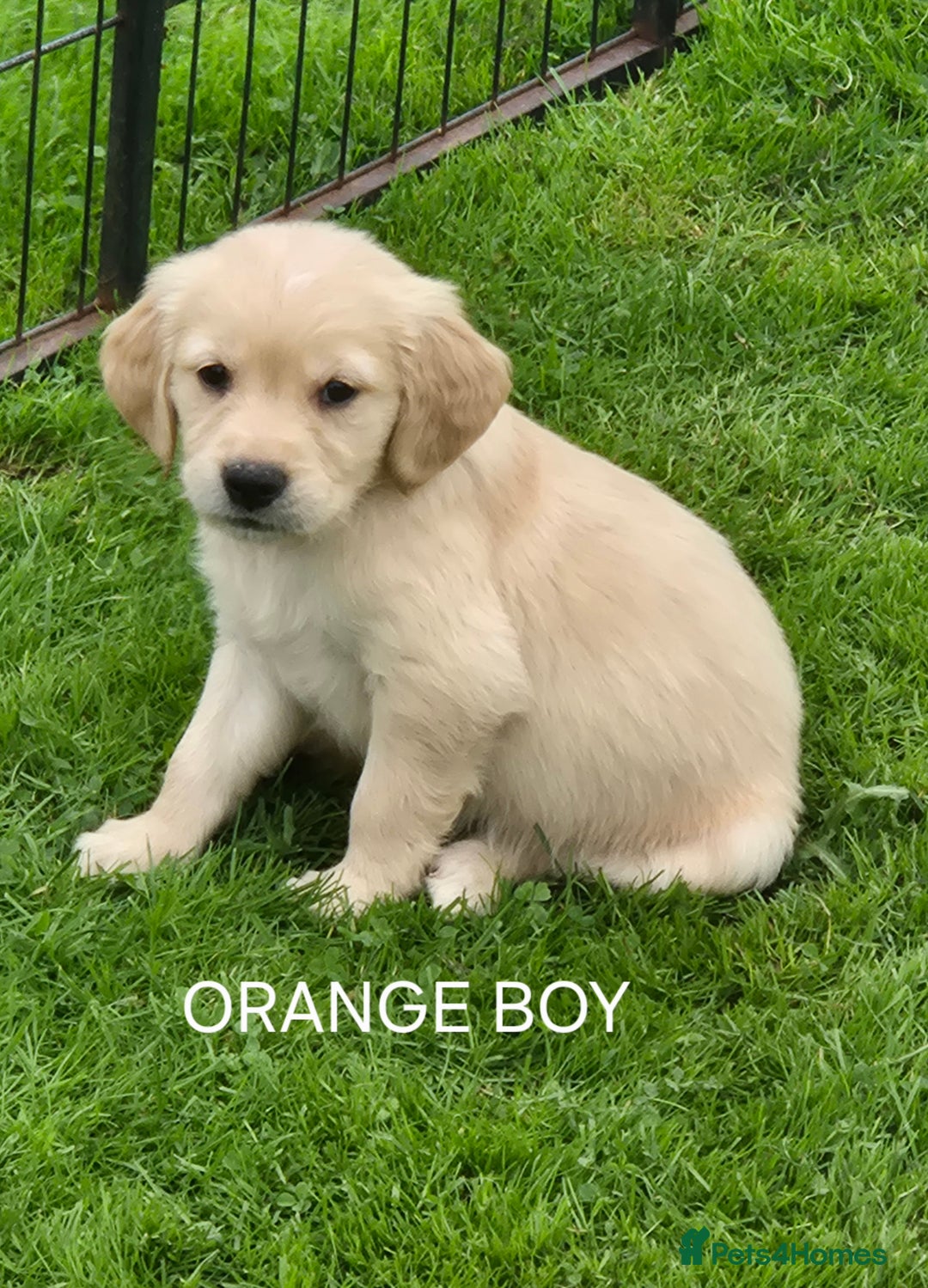 Golden Retriever dogs for sale: KC GOLDEN RETRIEVER PUPPIES  - Image 20