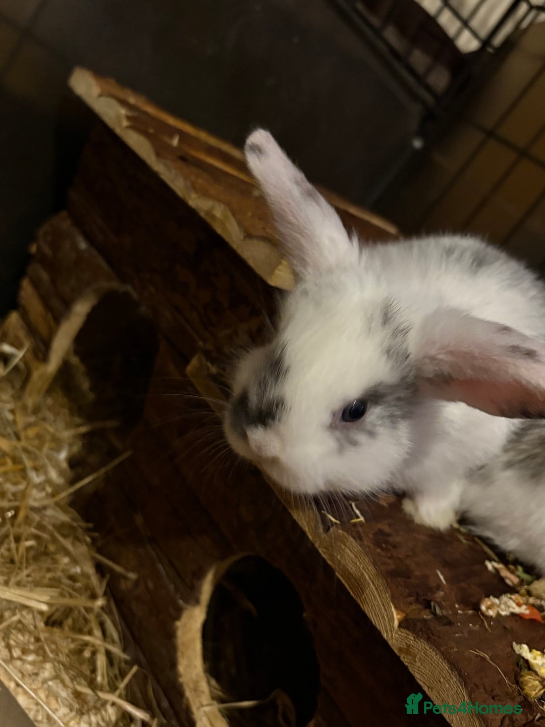 Mini Lop rabbits for sale: 4 mini lops for sale  - Advert 2