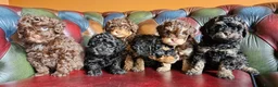 Cavapoo dogs for sale: Gorgeous f1bb Cavapoo pups. Health tested parents  - Advert 22