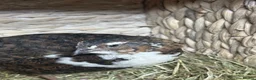 Quail poultry for sale: MALE QUAIL FOR SALE in Newtownards - Advert 12