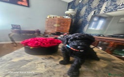 Miniature Poodle dogs for sale: Kc reg outstanding miniature Poodles in Stourbridge - Image 10