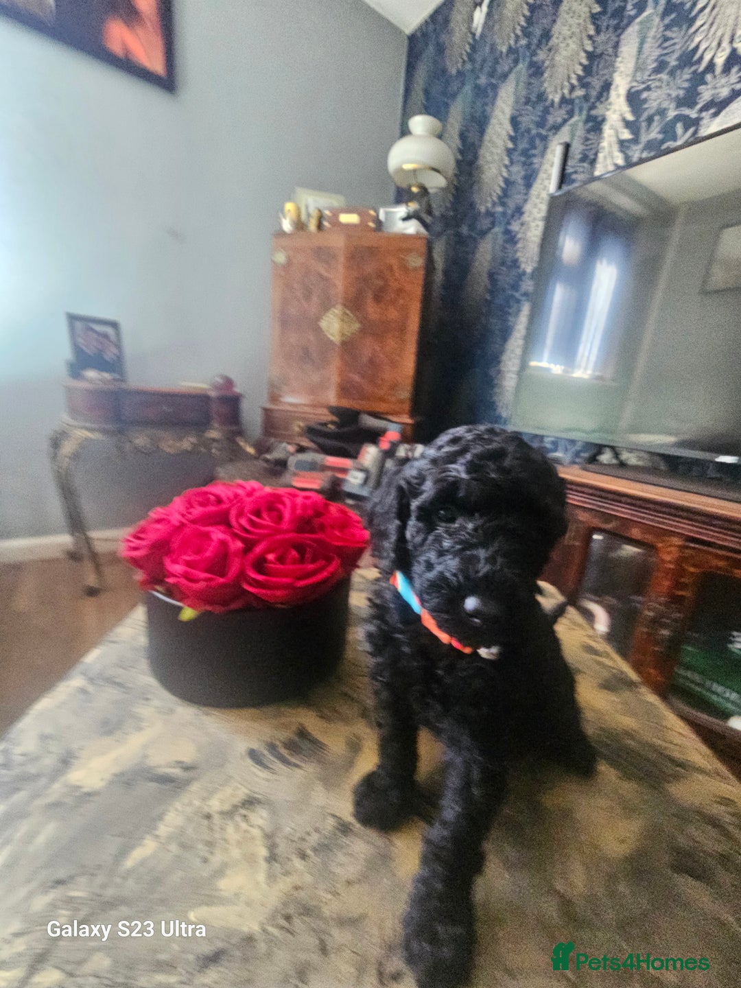 Miniature Poodle dogs for sale: Kc reg outstanding miniature Poodles in Stourbridge - Image 10