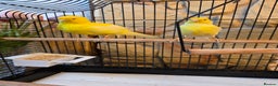 Canaries birds for sale: Two Canaries for Sale with Cage & Full Setup - Advert 7