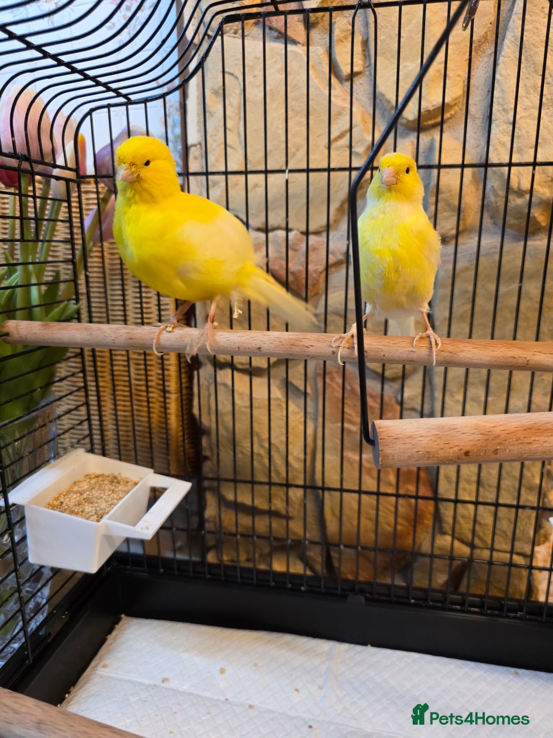 Canaries birds for sale: Two Canaries for Sale with Cage & Full Setup - Advert 7