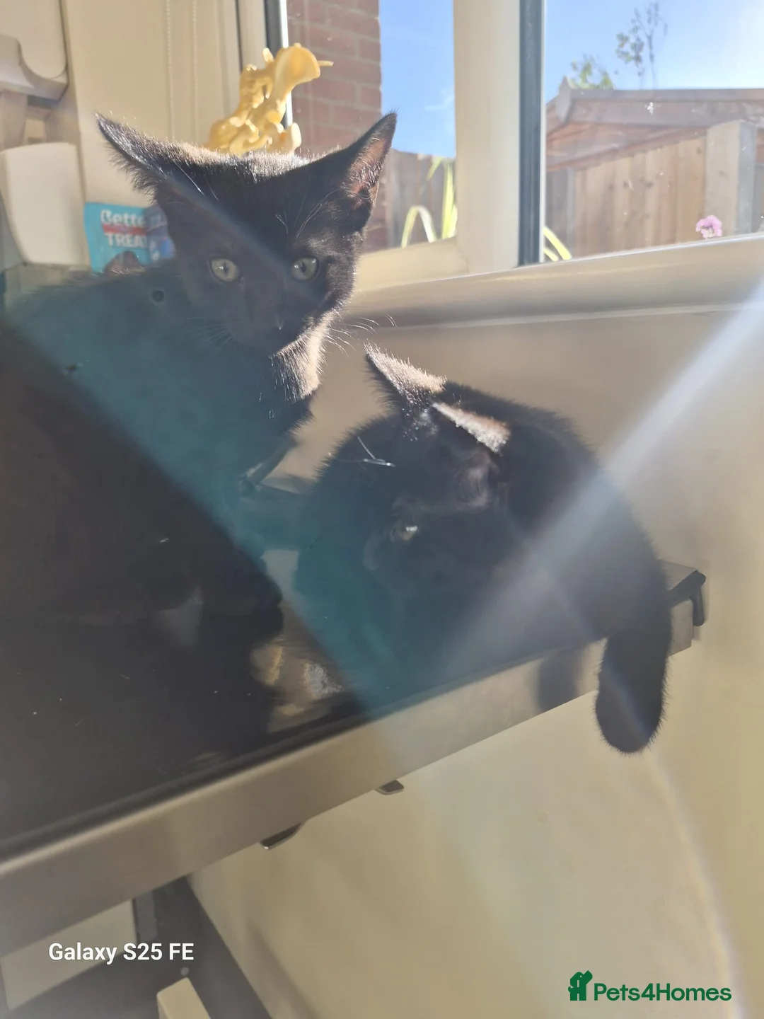 British Shorthair cats for sale: Three female kittens - Advert 2