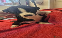 Mixed Breed dogs for sale: Huge American akita x cane corso pups - Advert 28